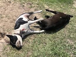 Learn how to handle your dog's body and make arrangements for the remains. Heatstroke In Dogs Symptoms Photos Facts What To Do