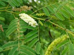 Image result for Tetrapogon tenellus