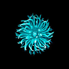 Flower Apple Iphone Wallpapers On Wallpaperdog Instant download, abstract iphone background artwork carry artwork with you wherever you go with this original art floral iphone wallpaper download! flower apple iphone wallpapers on