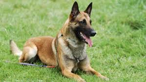 With their breeder, waiting for you! Belgian Malinois Emirates Dog Owners Society