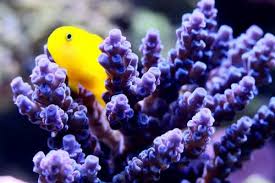 Ichthyologist Yellow Clown Goby Gobiodon Okinawae The Yellow Clown Goby Inhabits The Coral Reefs Of Saltwater Fish Tanks Saltwater Tank Ocean Creatures