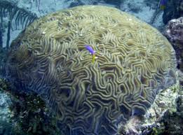 What kind of symmetry does sycon have. Biological Diversity 7