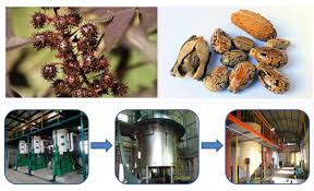 Castor beans are the seeds of ricinus communis plants. How To Extract Castor Oil From Castor Seeds Palm Oil Extraction Faq