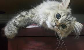 Who is the cutest cat on the internet? Top 12 Cutest Animals In The World