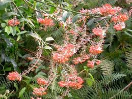 Image result for Allophylus lastoursvillensis