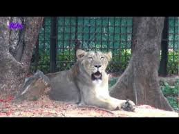 The Magnificent Mysore Zoo Mysore Zoo Zoological Garden China Tourism