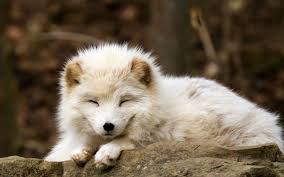 Wallpaper 1920x1200 Px Arctic Fox Baby Animals Nature 1920x1200 Goodfon 727757 Hd Wallpapers Wallhere