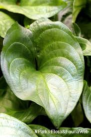 Image result for Cyanastrum