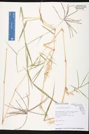 Image result for Cynodon nlemfuensis