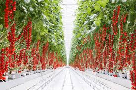 Maybe you would like to learn more about one of these? Greenhouse To Grocery Stocking Stores With Year Round Michigan Produce