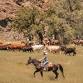 V6 Cattle Drives — V6 Ranch - Authentic California event image