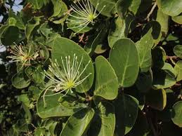 Image result for Capparis tomentosa