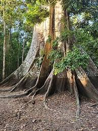 Image result for Sebaea pentandra