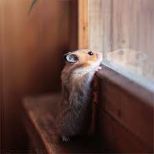Miss You Colored Cute Animals Animals Beautiful Cute Baby Animals