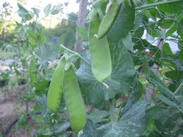 Snow peas contain peas that can be harvested once ripe, although they may taste different to typical peas, and are not normally eaten at this stage. Growing Oregon Sugar Pod Peas Learn About Oregon Sugar Pod Pea Plant Care