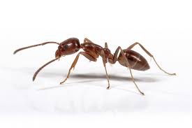 Bad Ant Advice And The Ascension Of Bees Honey Bee Suite Ants Humming Bird Feeders Bees And Wasps