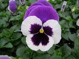 Pansy Dream Meaning And Interpretations Dream Stop