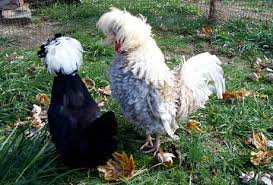 Polish chickens are an unusual breed that have beautiful crests and tall, lean bodies. Frizzle Chickens Unusual Eye Candy In A Flock Backyard Poultry