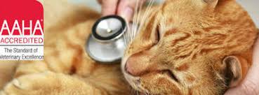 Belmont veterinary hospital is your local vet clinic in belmont. Belmont Pet Hospital 539 Harbor Boulevard Belmont Reviews And Appointments Topvet
