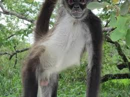 Marketingtracer seo dashboard, created for webmasters and agencies. Ambergris Caye Tours The Belize Zoo Tour San Pedro Corozal District