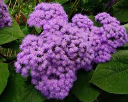 Image result for Bartlettina