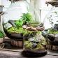 Terrarium Basics Workshop event image