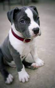 Cute Grey And White Pitbull Puppy Puppies Puppy Sitting Pitbull Puppies