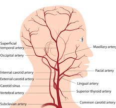 The carotid arteries are a pair of blood vessels located on both sides of your neck that deliver blood to your brain and head. 2 Carotid Ultrasound Anatomy 123 Sonography
