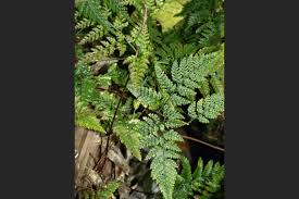 Image result for Davalliaceae