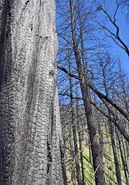 Image result for Calocedrus decurrens