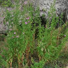Image result for Epilobium hirsutum