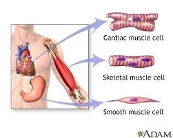The muscular system makes up nearly half the weight of the human body, this is why when we train we sometimes put on weight instead of losing it. Pin On Fitness