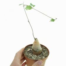 Image result for Raphionacme globosa