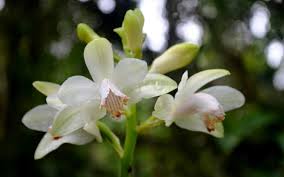 Image result for Phaius