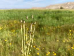 Image result for Eleocharis atropurpurea