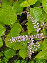 Image result for Tetradenia