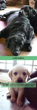 No Matter How Many Years We Get With Our Dogs It S Never Long Enough Lovelabs Labrador Labrador Labrador Retriever Labrador Retriever Puppies