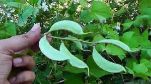 Image result for Lablab