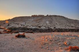 Image result for Nesaea dinteri