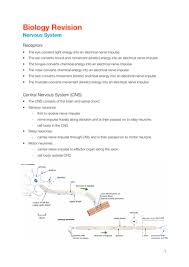 Edexcel Igcse Biology Nervous System Notes Teaching Resources