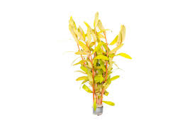 Image result for Nesaea linearis