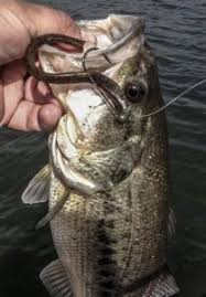 The Head Aka Shaky Head Table Rock Fishing Intel