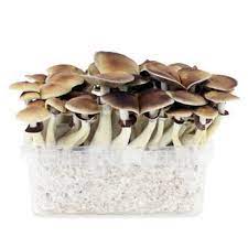 Please click accept cookies to continue to use the site. Top 10 Magic Mushrooms Grow Kits Zamnesia