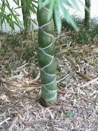 Black Bamboo Plants For Sale Ireland Etonnant Bambou Carapace De Tortue Bamboo Garden Asparagus