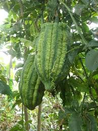 Image result for Telfairia pedata