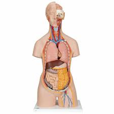 Human anatomy torso diagram ✅. Anatomy Model Torso Unisex In 18 Parts
