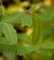 Image result for Neptunia oleracea