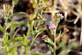 Image result for Litogyne gariepina