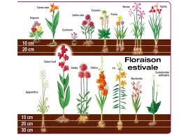 Calendrier des fleurs de saison. Bulbe Conseils De Plantation