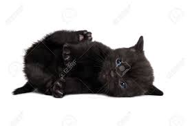 She has a rounded, thick appearance. One Lying Black British Shorthair Kitten Cat Isolated Stock Photo Picture And Royalty Free Image Image 7398322